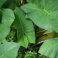 Photo de Bali - Ubud